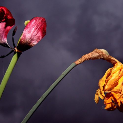 flowers.eco_