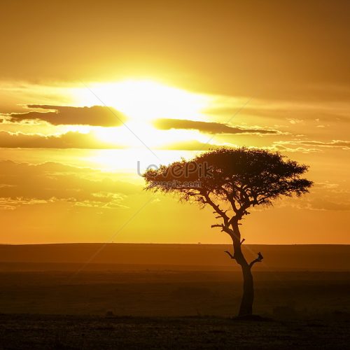lovepik-african-steppe-sunset-picture_501566729