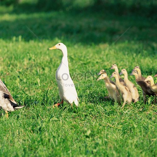 lovepik-duck-family-picture_501462375