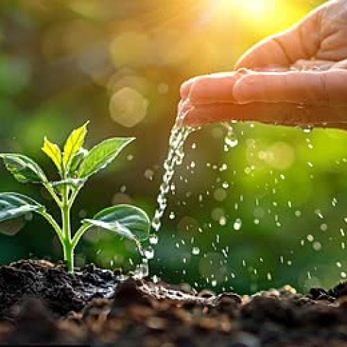 pngtree-male-hand-watering-young-tree-over-green-background-nurturing-for-a-image_16204105