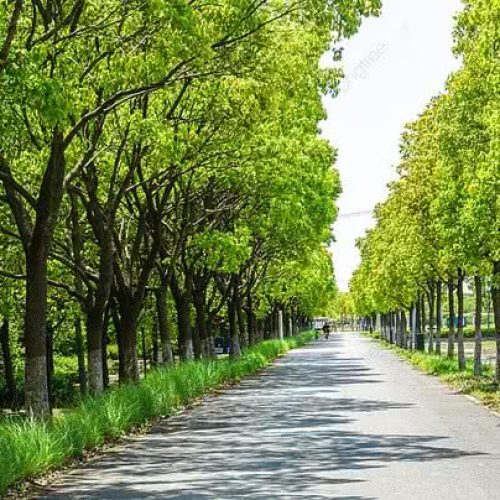 pngtree-summer-nature-summer-forest-boulevard-green-tree-shade-photography-map-image_825974